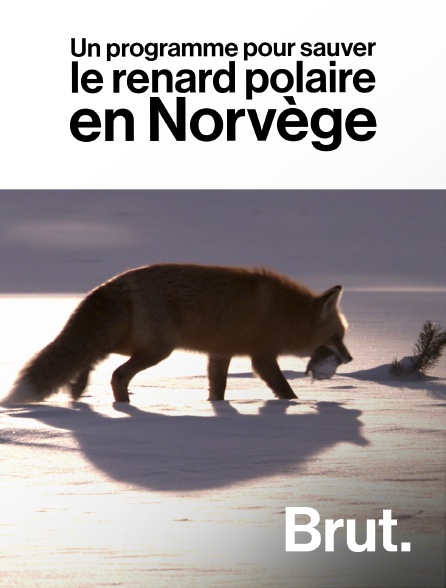 Brut - Un programme pour sauver le renard polaire en Norvège