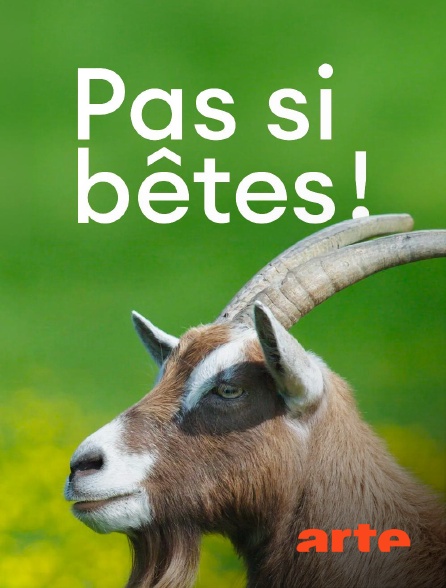Arte - Pas si bêtes !