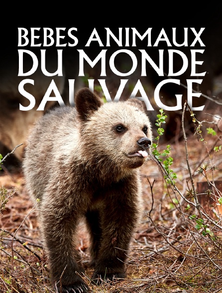 Bébés animaux du monde