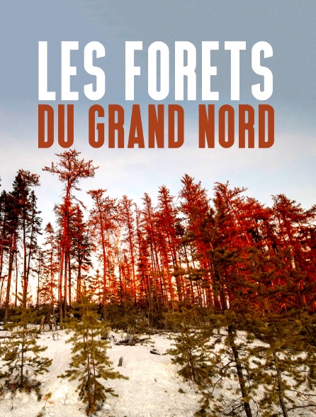 Les forêts du Grand Nord