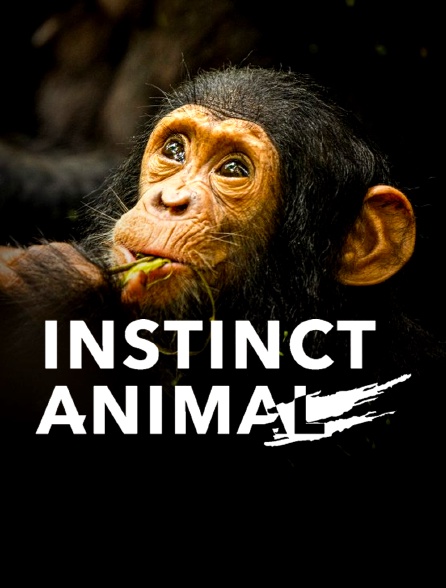 Instinct animal