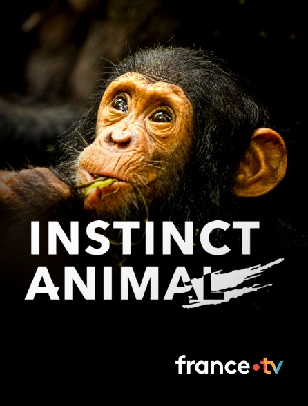 france.tv - Instinct animal