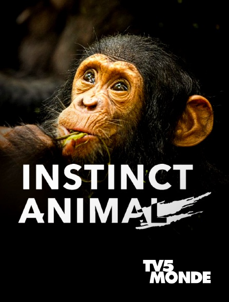 TV5MONDE - Instinct animal