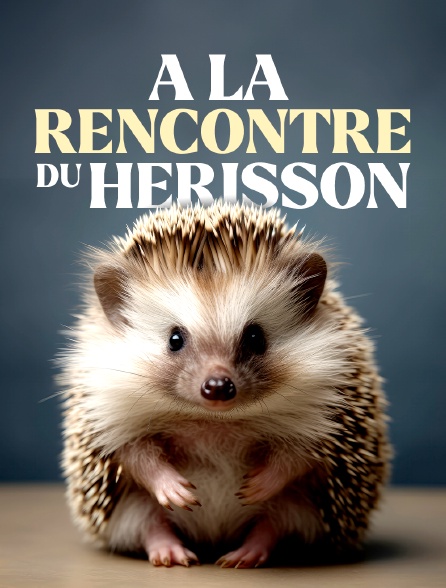 A la rencontre du hérisson