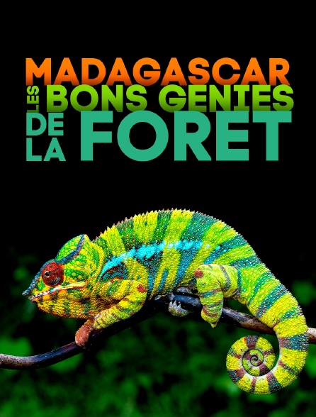 Madagascar - les bons génies de la forêt