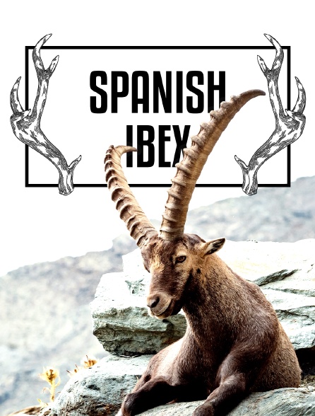 Spanish ibex