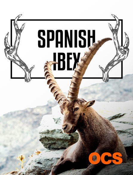 OCS - Spanish ibex