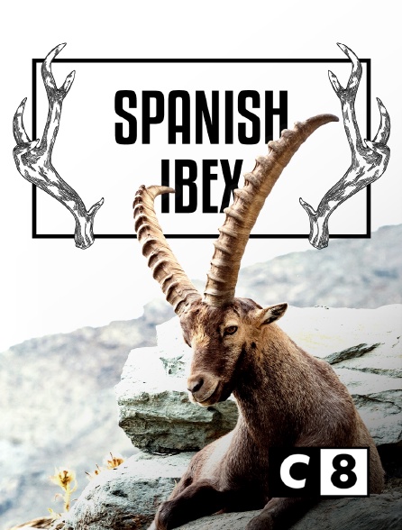 C8 - Spanish ibex