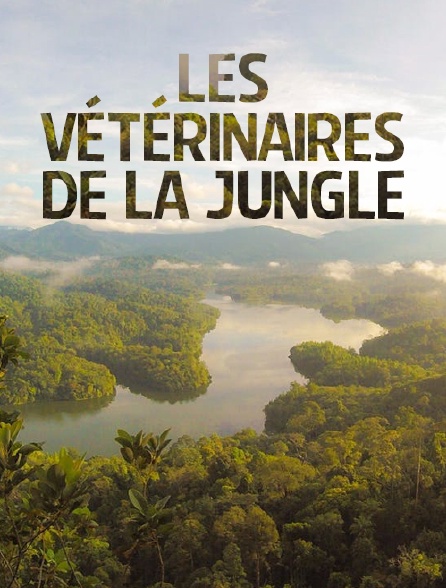 Les vétérinaires de la jungle