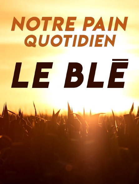 Notre pain quotidien : le blé