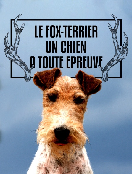 Le fox-terrier : un chien à toute épreuve