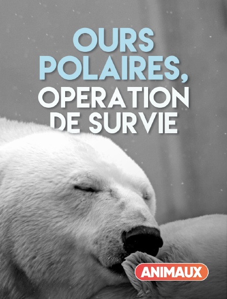 Animaux - Ours polaires, opération de survie