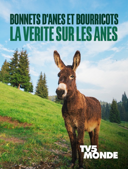 TV5MONDE - Bonnets d'ânes et bourricots, la vérité sur les ânes