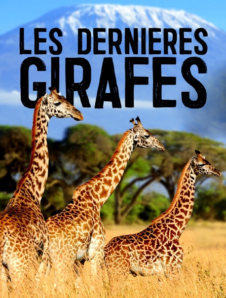Les dernières girafes