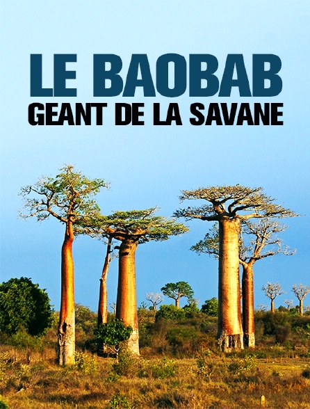 Le Baobab Geant De La Savane En Streaming Molotov Tv