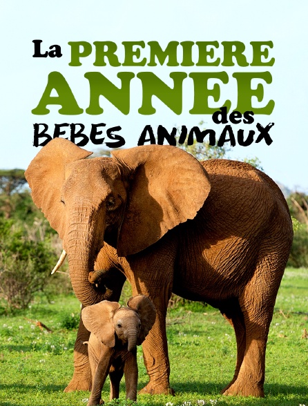 La première année des bébés animaux