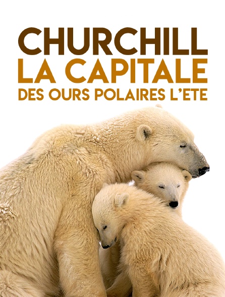 Churchill, la capitale des ours polaires