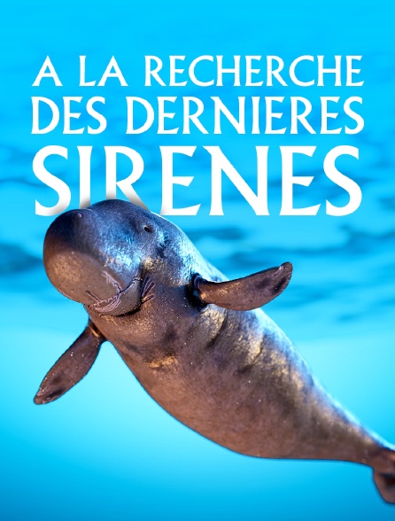 A la recherche des dernières sirènes