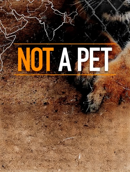 Not A Pet