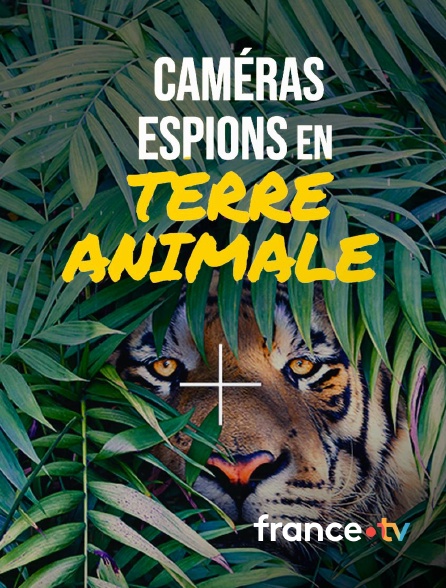 france.tv - Caméras espions en terre animale