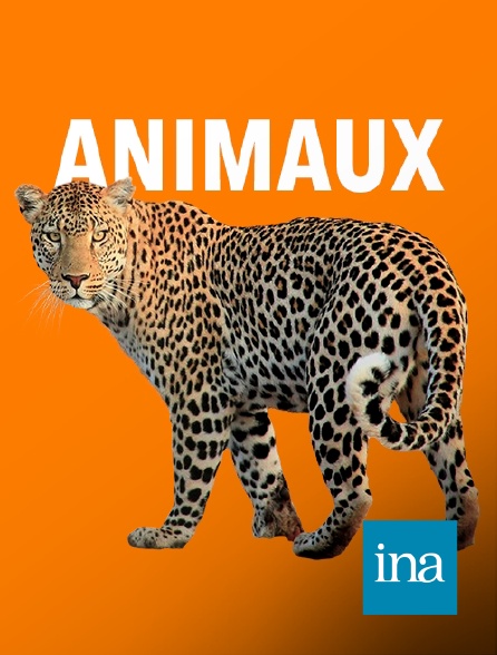 INA - Abandon d'animaux en été : des actions menées depuis les années 70