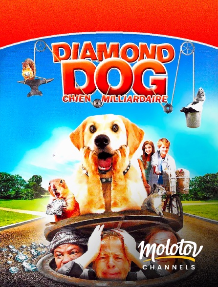 Mango - Diamond Dog : chien milliardaire
