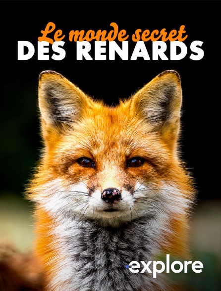 EXPLORE - Le monde secret des renards