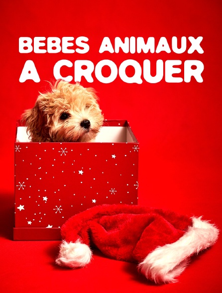 Bébés animaux à croquer