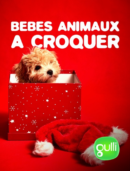 Gulli - Bébés animaux à croquer