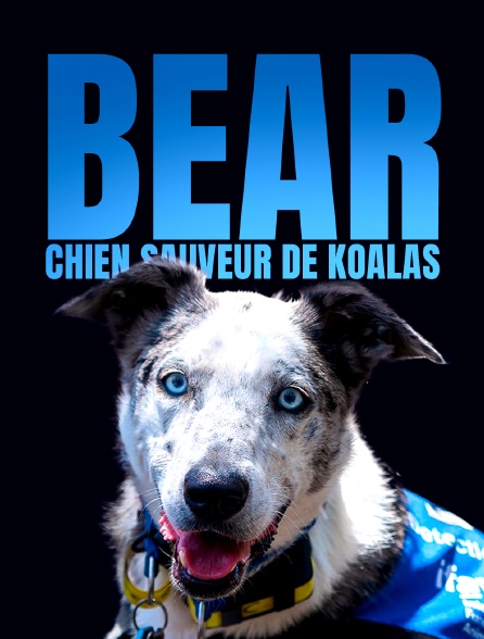 Bear, chien sauveur de koalas