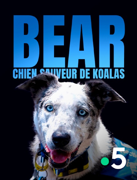 France 5 - Bear, chien sauveur de koalas