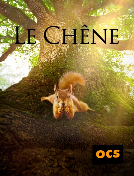 OCS - Le Chêne
