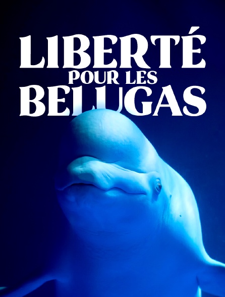 Liberté pour les belugas !