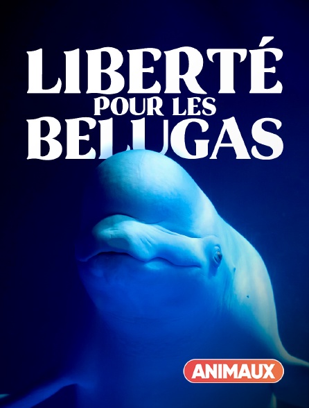 Animaux - Liberté pour les belugas ! - 02/10/2024 à 18h00