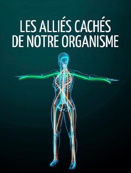 Les alliés cachés de notre organisme