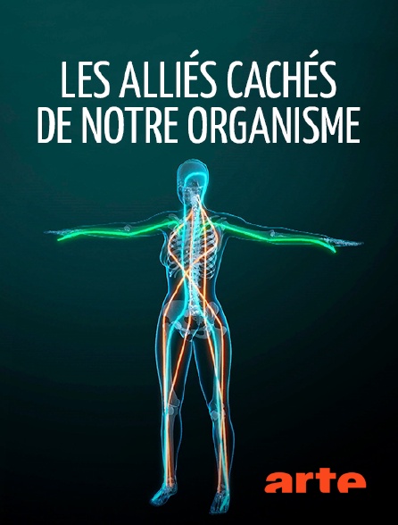 Arte - Les alliés cachés de notre organisme