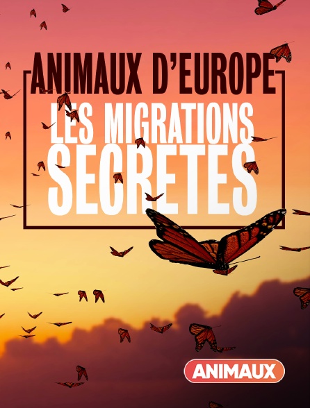 Animaux - Migrations secrètes