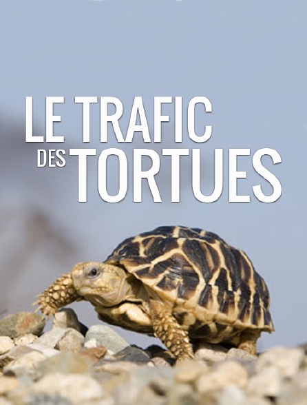 Le trafic des tortues