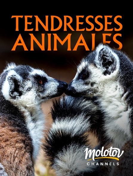 Mango - Tendresses animales