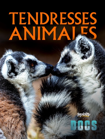 Molotov Channels Docs - Tendresses animales