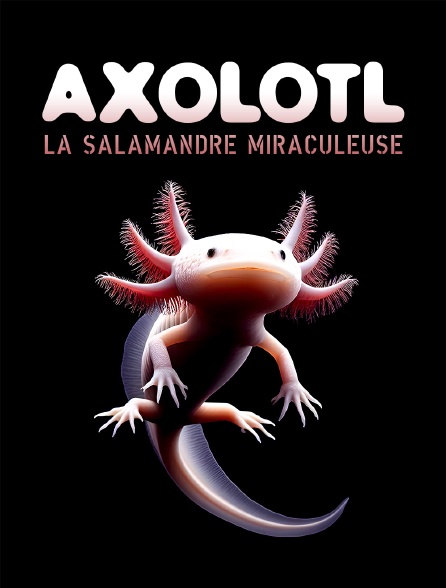 Axolotl, la salamandre miraculeuse