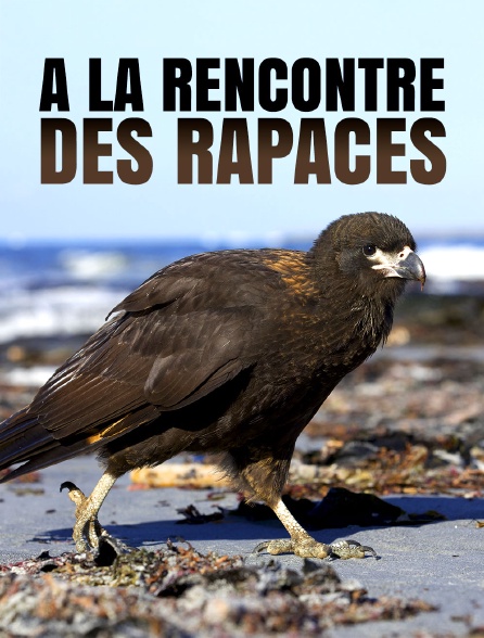 A la rencontre des rapaces