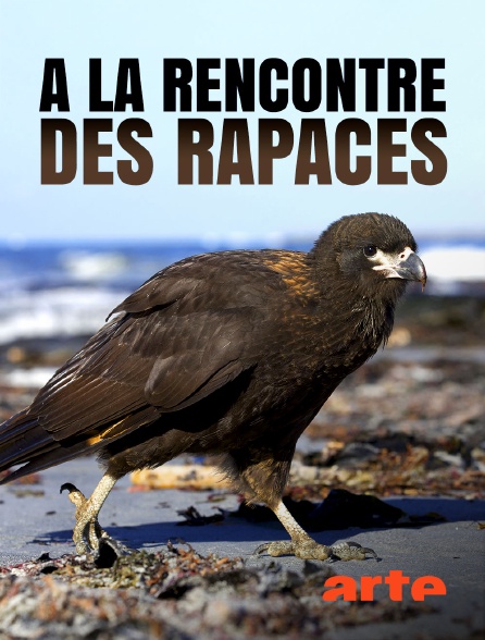 Arte - A la rencontre des rapaces