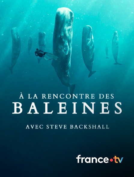 france.tv - A la rencontre des baleines avec Steve Backshall en replay