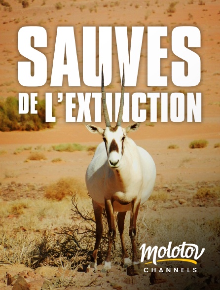 Mango - Sauvés de l'extinction