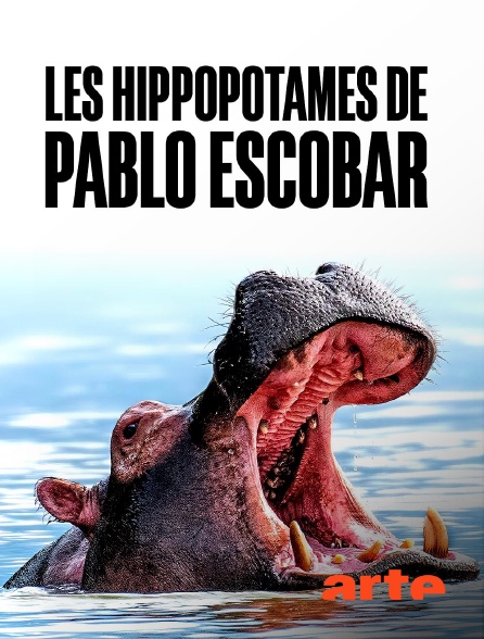 Arte - Les hippopotames de Pablo Escobar