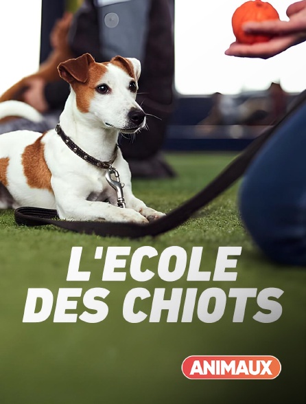 Animaux - L'école des chiots