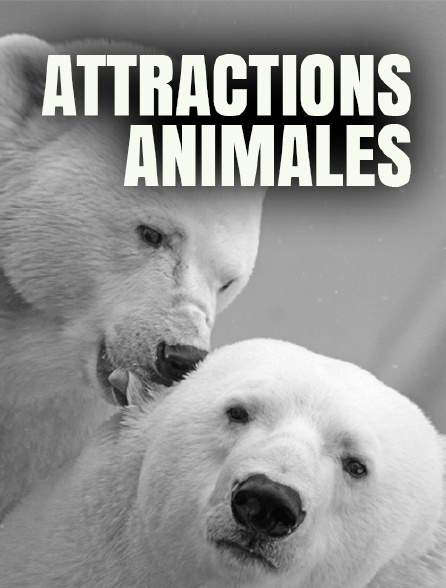 Attractions animales