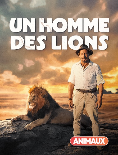 Animaux - Un homme, des lions