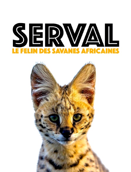 Serval, le félin des savanes africaines